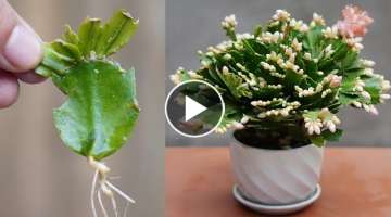 Tips For Propagating Cactus By Cuttings Simple And Effective