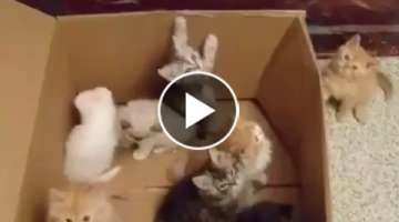Kittens in a box 