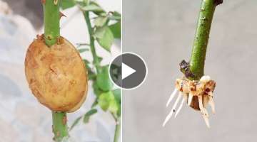 How to propagate roses with potatoes for fast rooting | Growing roses in potatoes