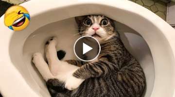 The Best Funny Videos Of Cats And Dogs ???????? - Funny Animals Compilation ????