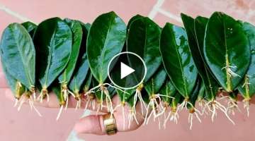 How to Propagating Ixora Flower by leaves, rooting more and succeed 100%